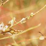 Alergia na pyłek traw, reakcje krzyżowe i porady MAG